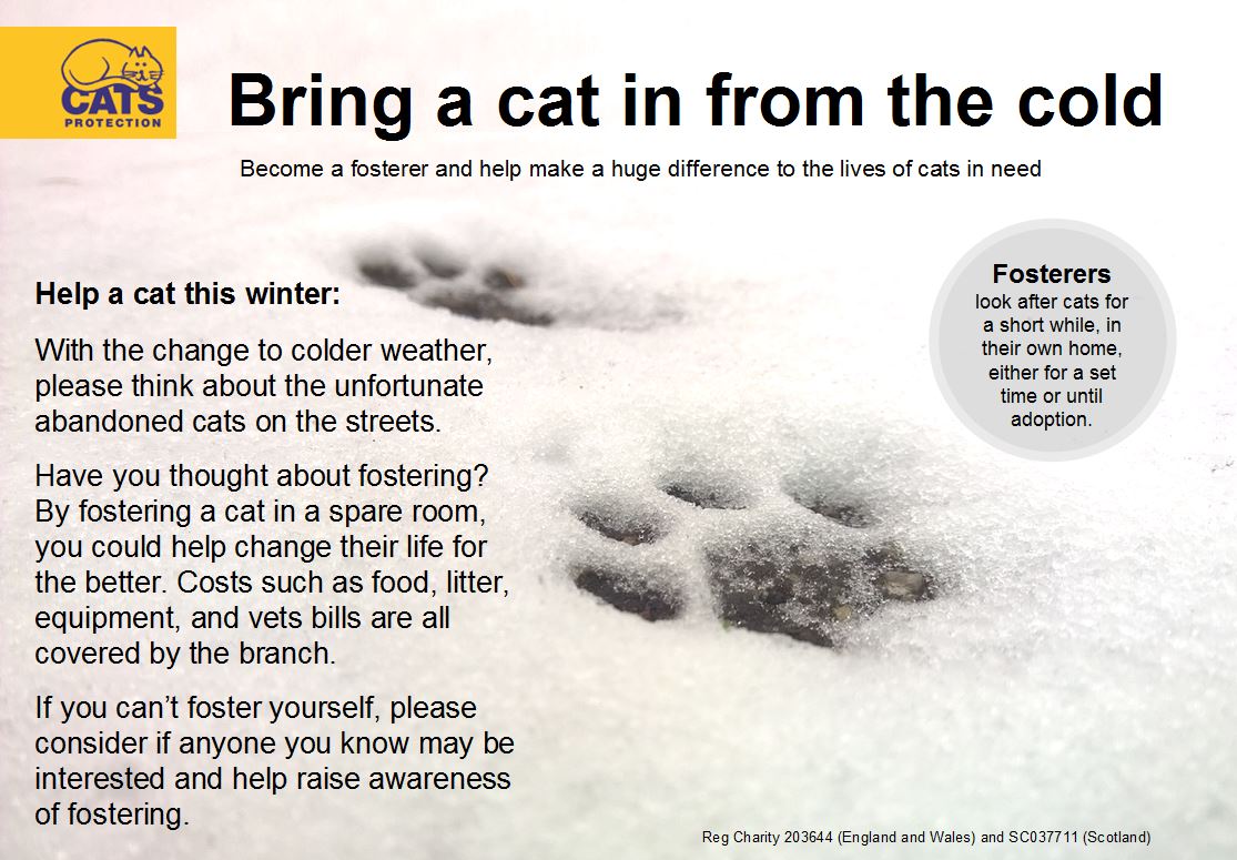 Foster a cat
